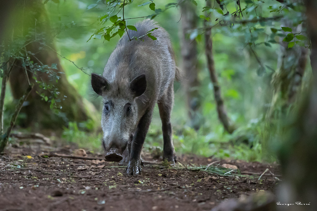 Sanglier (Sus scrofa) Wild boar-84.jpg