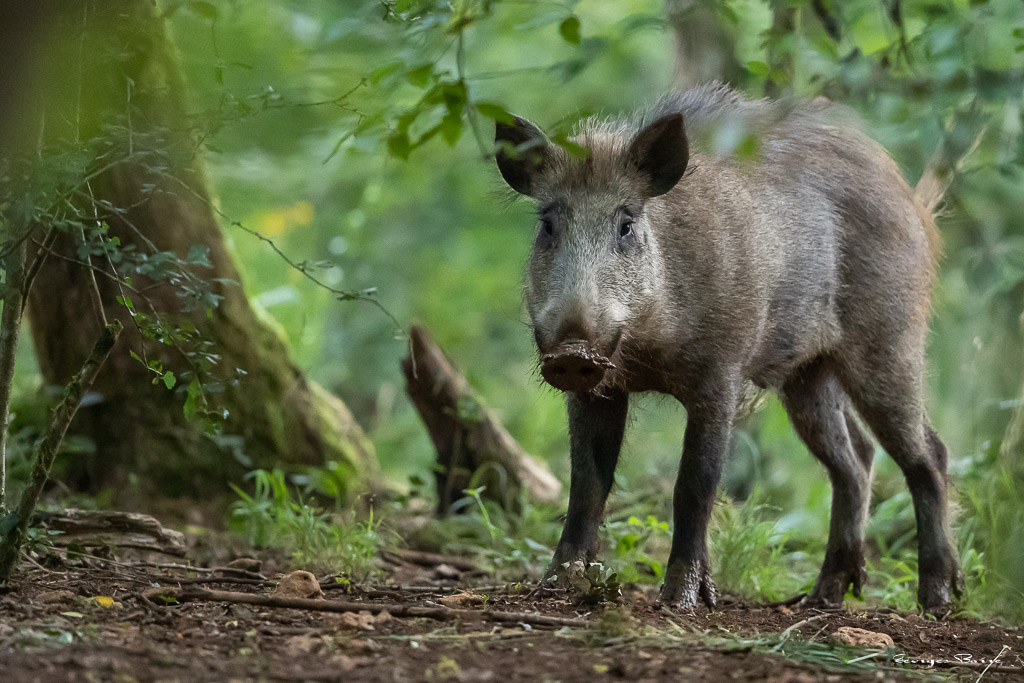 Sanglier (Sus scrofa) Wild boar-87.jpg
