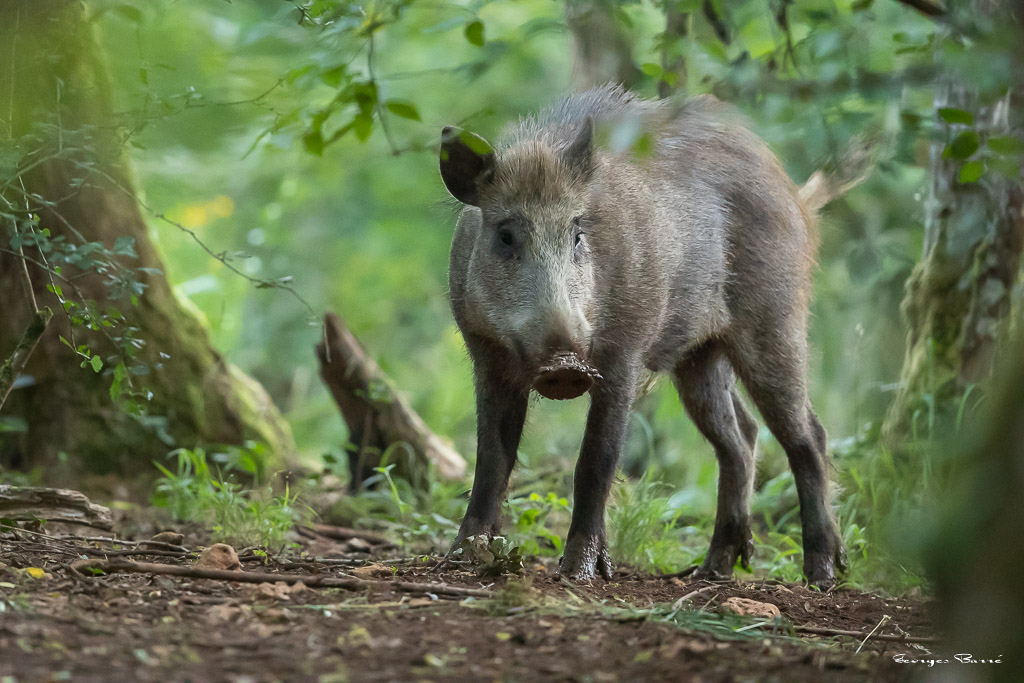 Sanglier (Sus scrofa) Wild boar-88.jpg