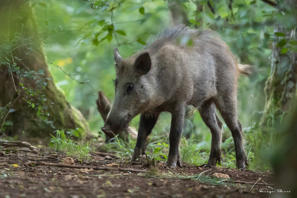 Sanglier (Sus scrofa) Wild boar-89.jpg
