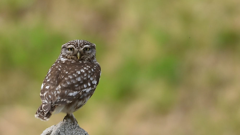 DSC_5055_00001_02.jpg