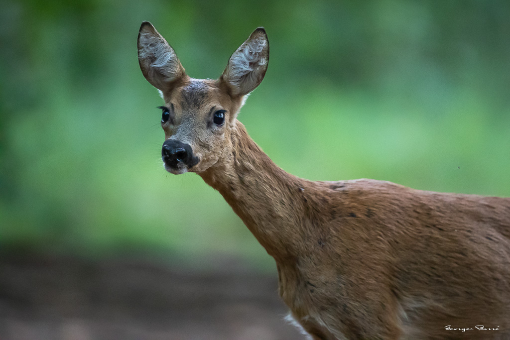Chevreuil d'Europe (Capreolus capreolus) Roe deer-769.jpg