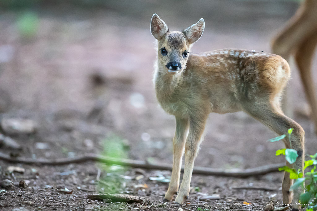 Chevreuil d'Europe (Capreolus capreolus) Roe deer-772.jpg