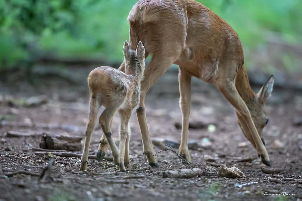 Chevreuil d'Europe (Capreolus capreolus) Roe deer-774.jpg