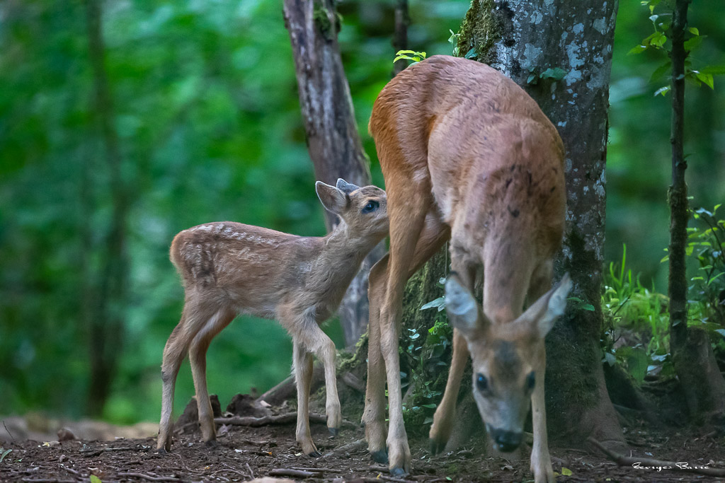 Chevreuil d'Europe (Capreolus capreolus) Roe deer-781.jpg