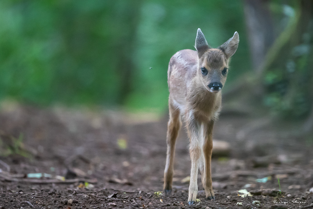 Chevreuil d'Europe (Capreolus capreolus) Roe deer-782.jpg