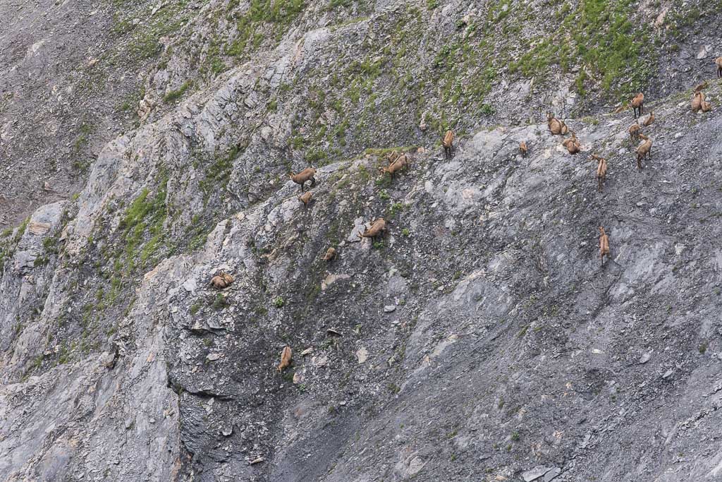 Troupeau chamois-2.jpg