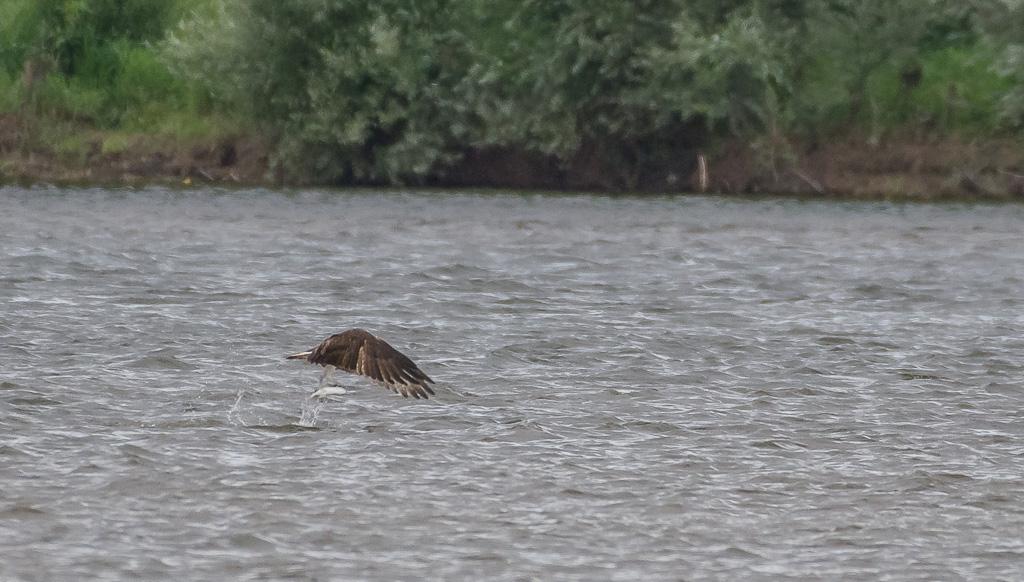 Balbuzard pêcheur-9.jpg
