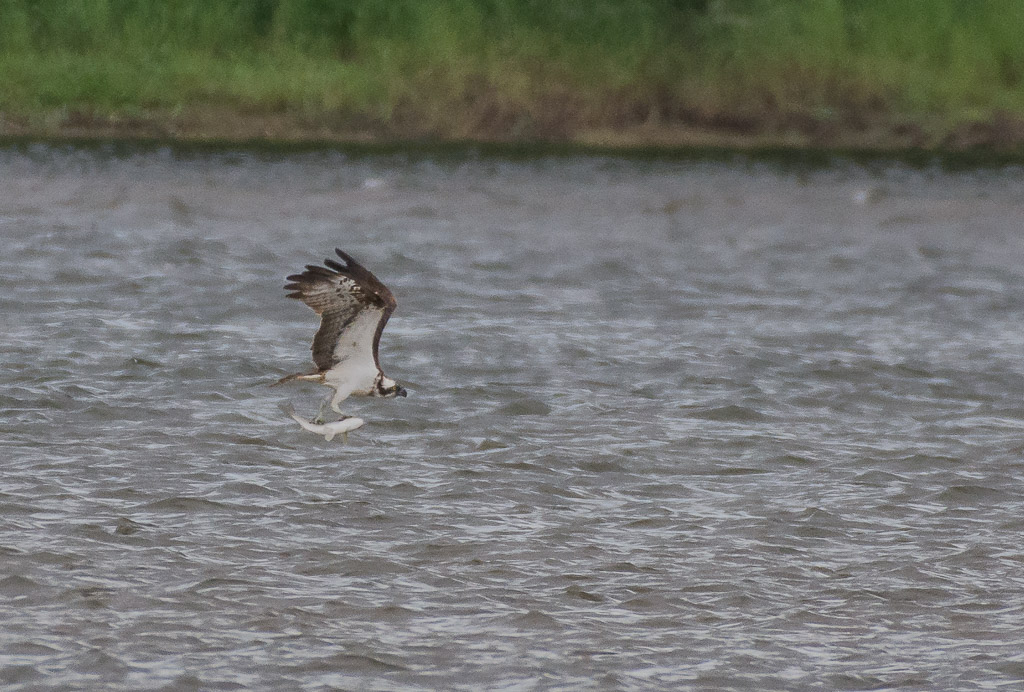 Balbuzard pêcheur-10.jpg
