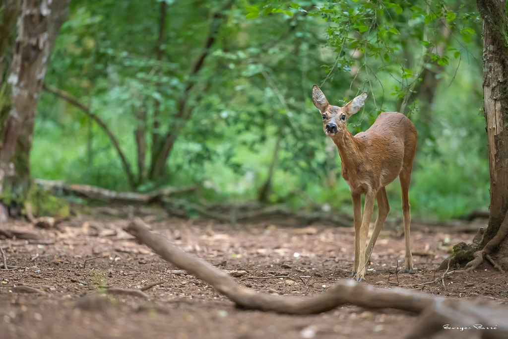 Chevreuil d'Europe (Capreolus capreolus) Roe deer-791.jpg