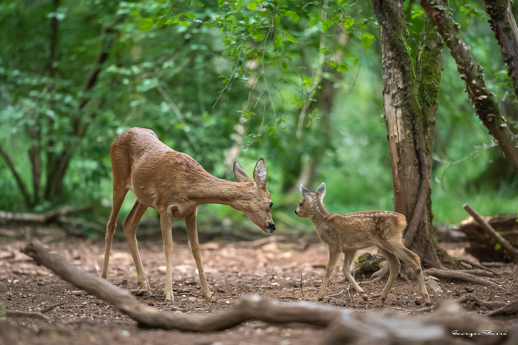 Chevreuil d'Europe (Capreolus capreolus) Roe deer-785.jpg