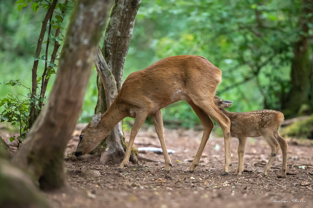 Chevreuil d'Europe (Capreolus capreolus) Roe deer-786.jpg