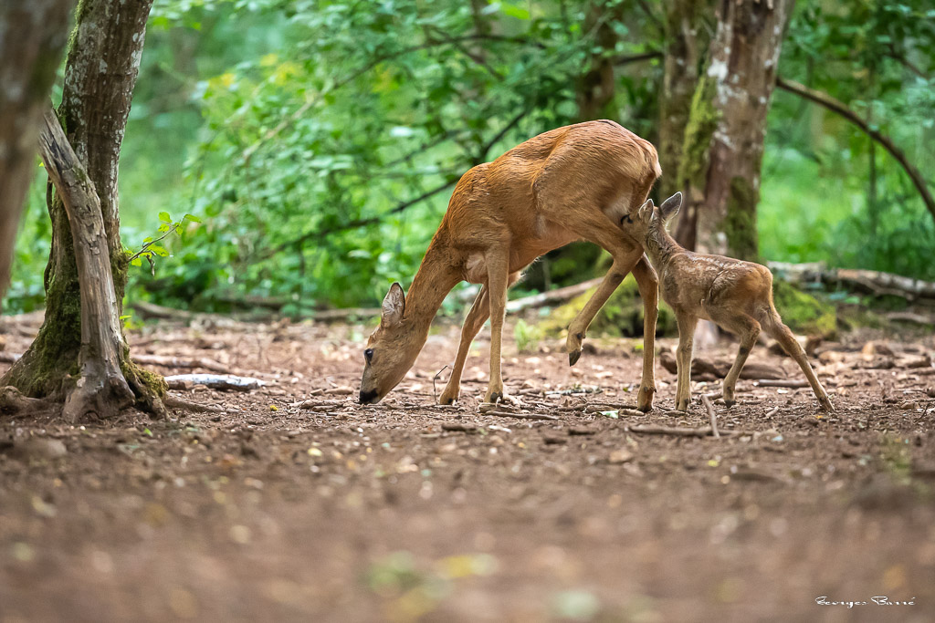 Chevreuil d'Europe (Capreolus capreolus) Roe deer-790.jpg