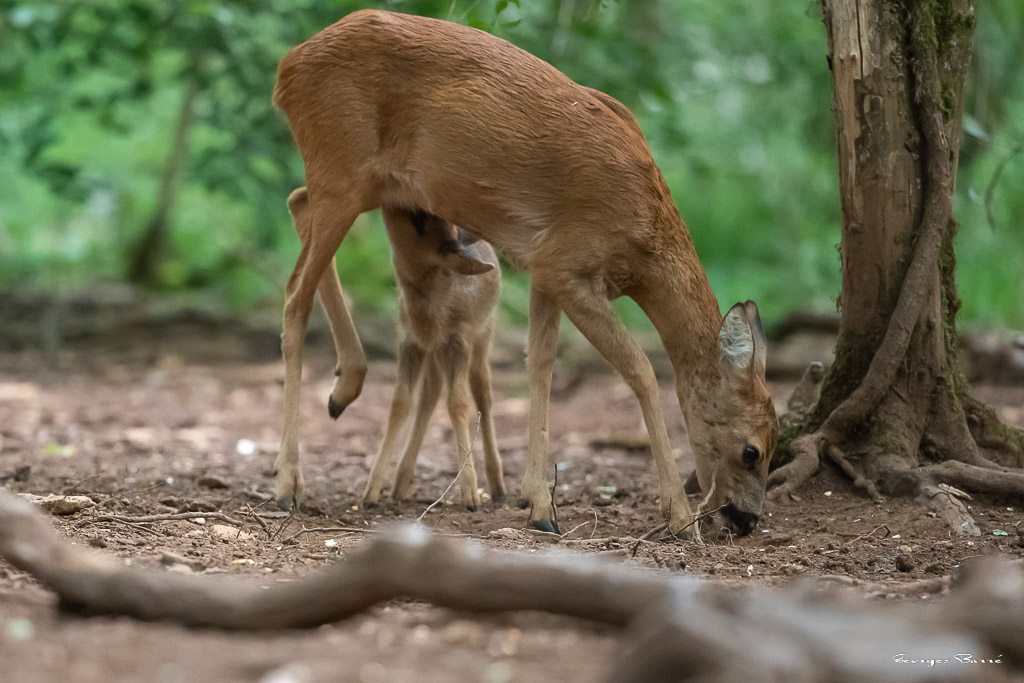 Chevreuil d'Europe (Capreolus capreolus) Roe deer-793.jpg