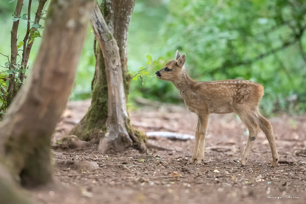 Chevreuil d'Europe (Capreolus capreolus) Roe deer-787.jpg