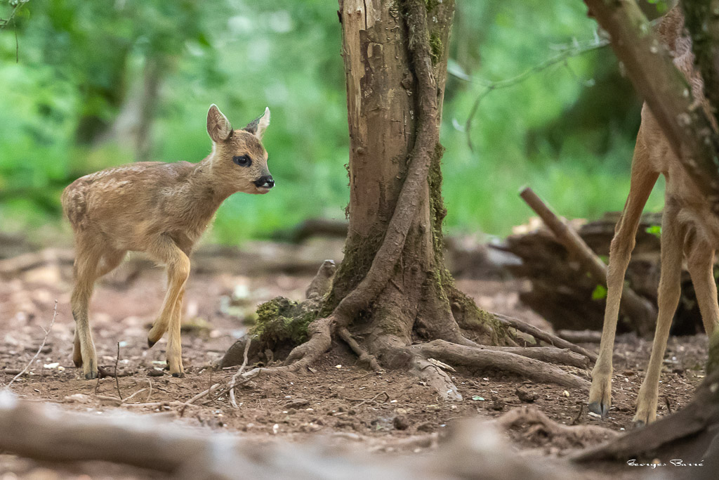 Chevreuil d'Europe (Capreolus capreolus) Roe deer-794.jpg