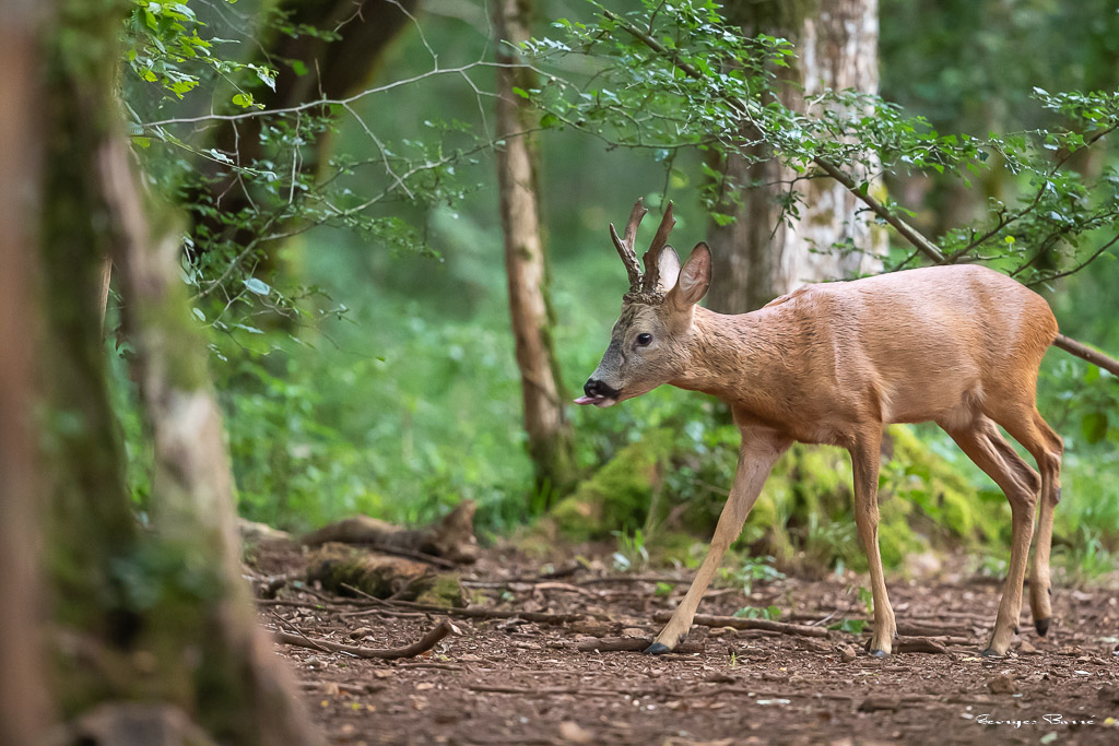 Chevreuil d'Europe (Capreolus capreolus) Roe deer-795.jpg