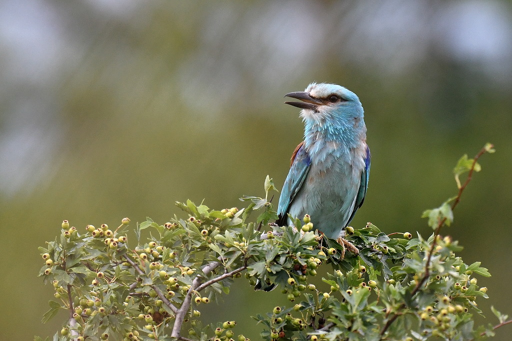 DSC_9348.JPG
