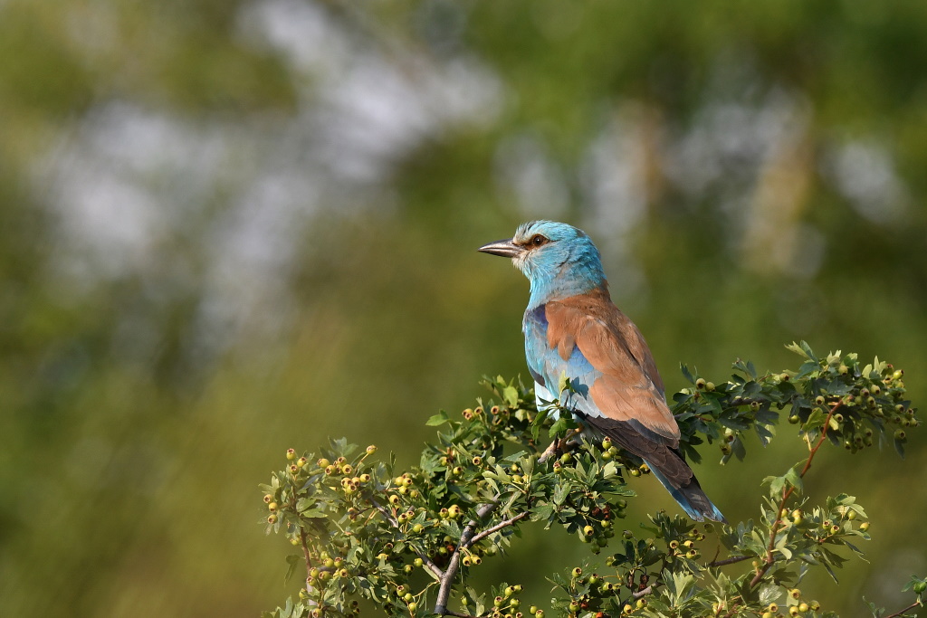 DSC_9481.JPG
