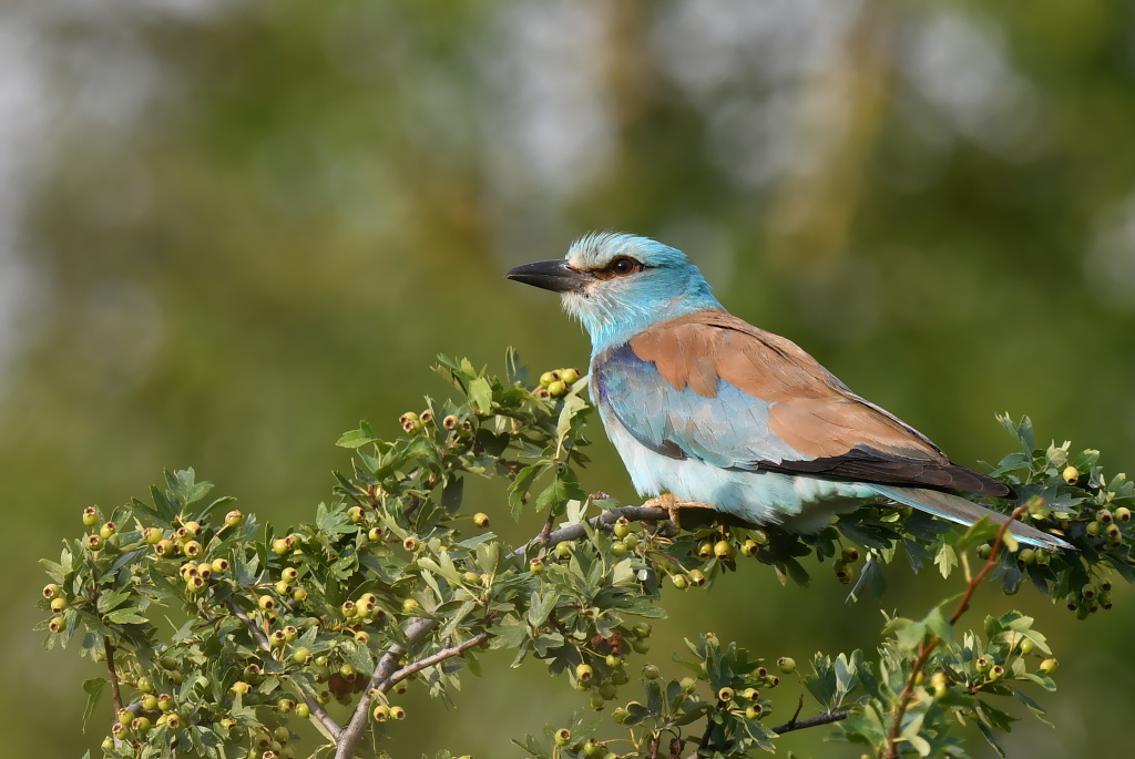 DSC_9485.JPG