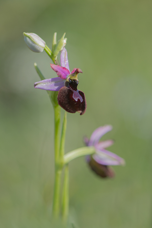 35-Ophrys magniflora.jpg