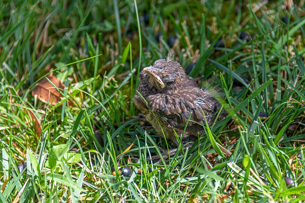_D757735-ps.jpg