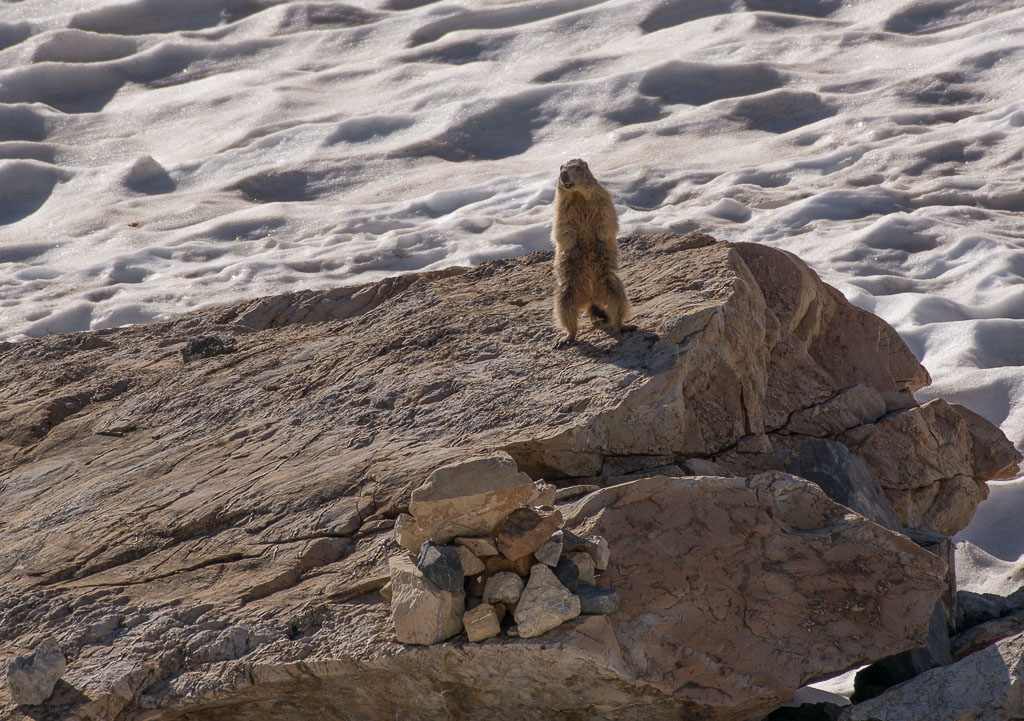 Marmotte-6900.jpg