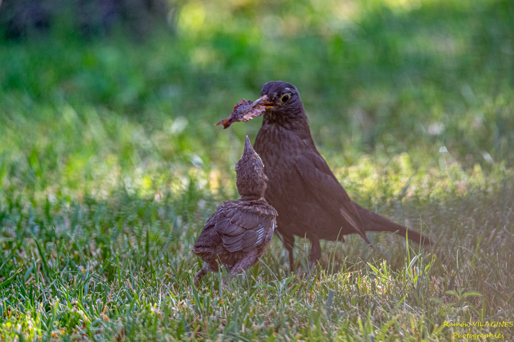 _DSC6553.jpg