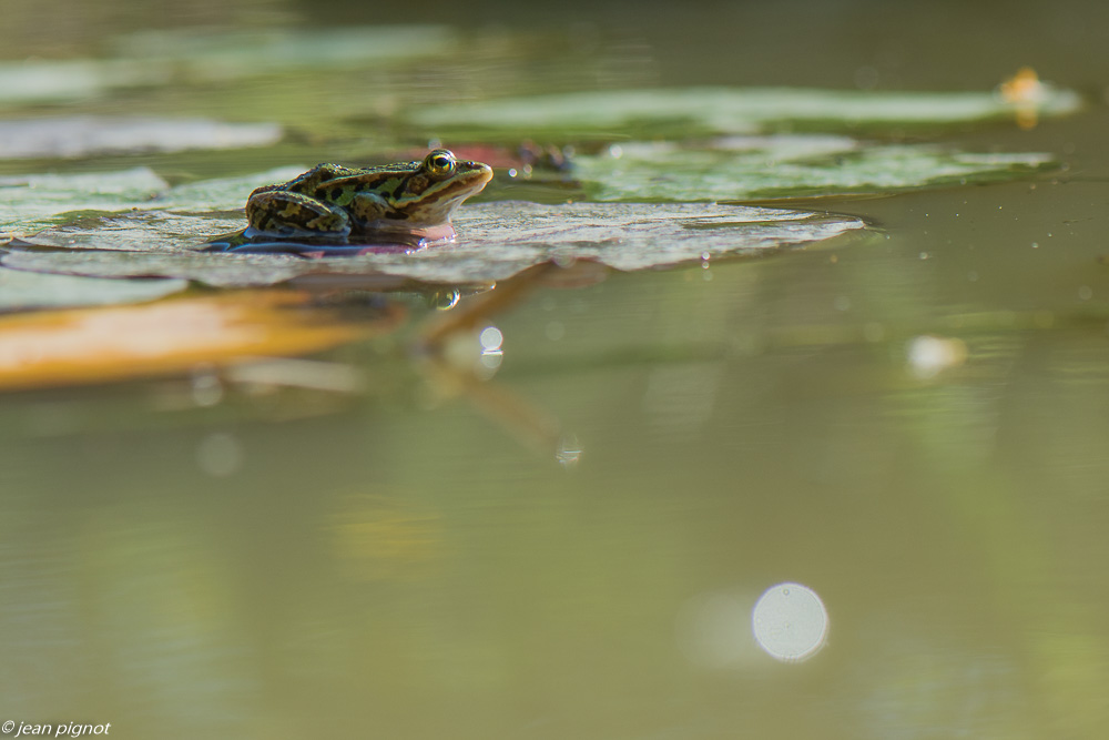 grenouille de la mare de mr suisse 07 2020-6065.jpg
