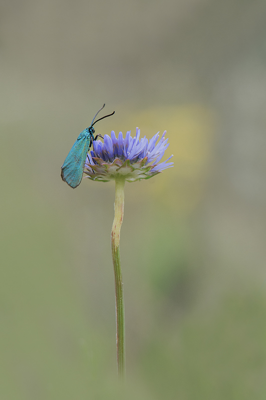 56-zygène turquoise.jpg