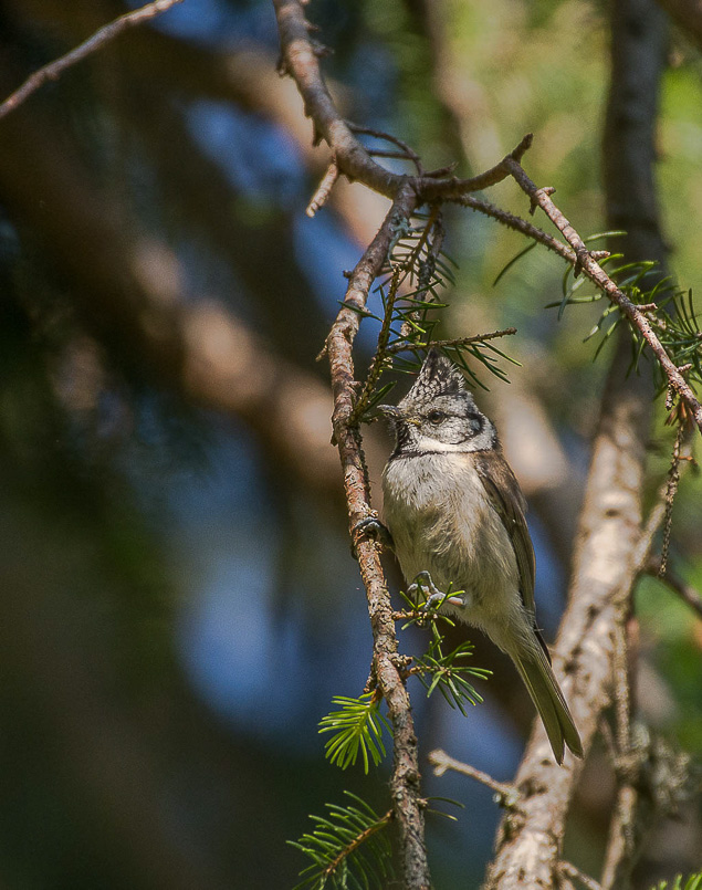 Mésange huppée.jpg