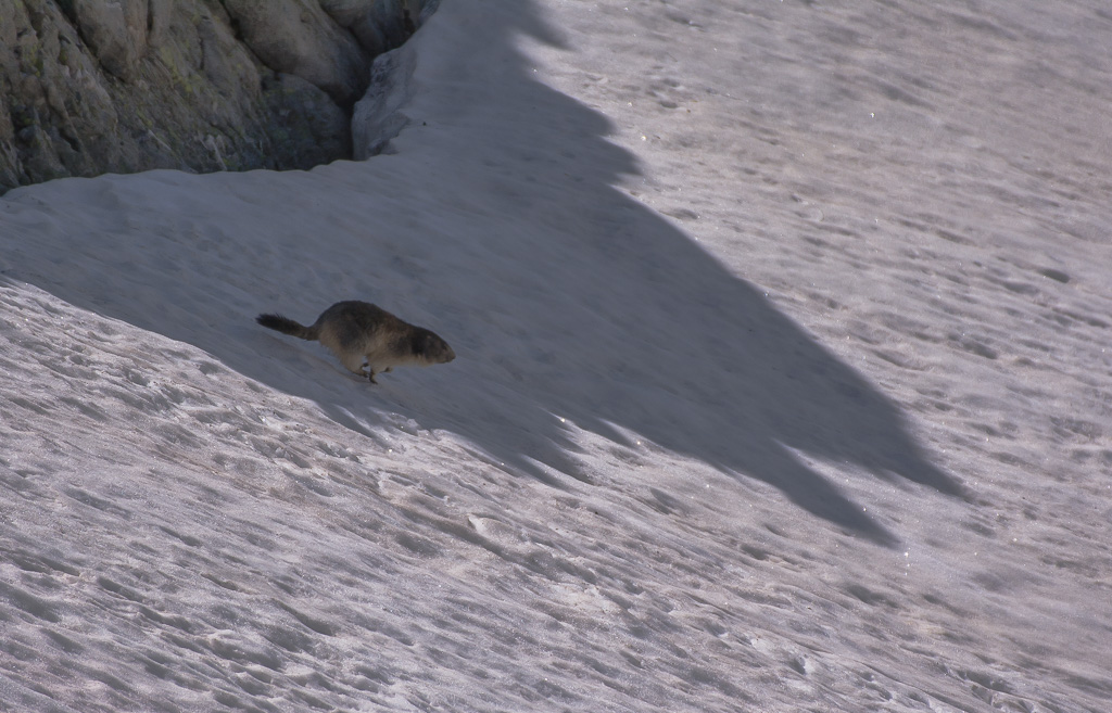 Marmotte-2.jpg