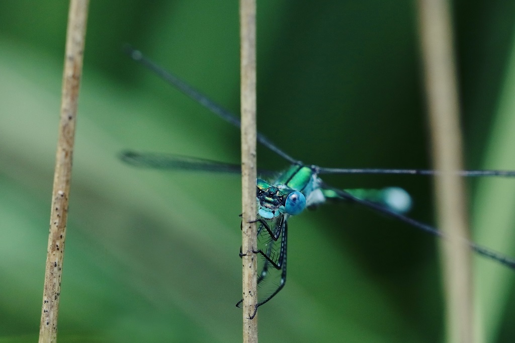 10 IMG_DRYAS.JPG