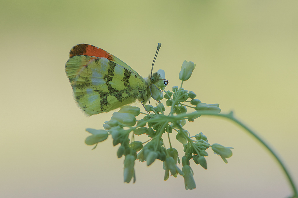68-Aurore de Provence.jpg