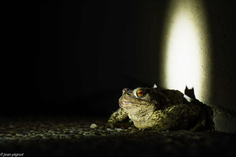 crapaud 07 2020-6669.jpg