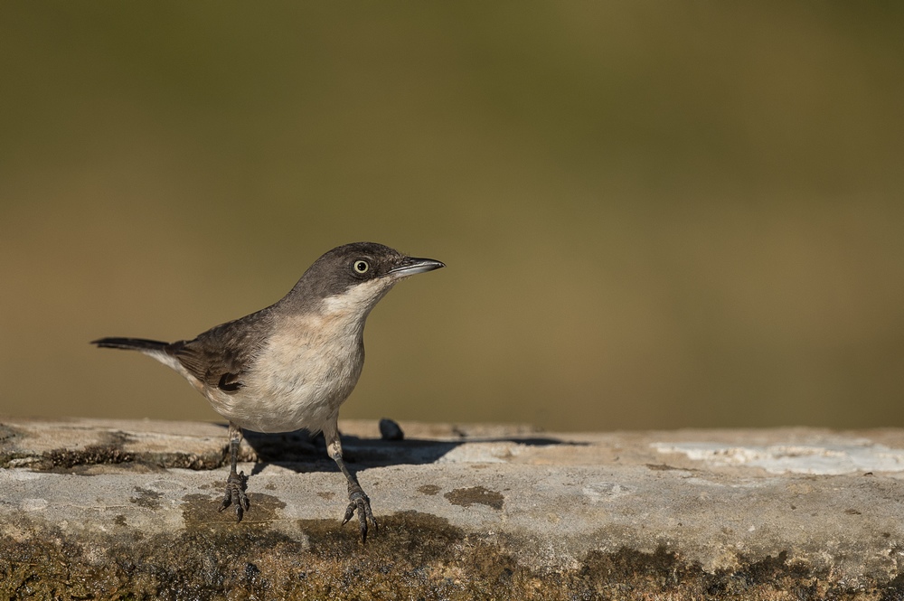 D85_8925-1in.jpg
