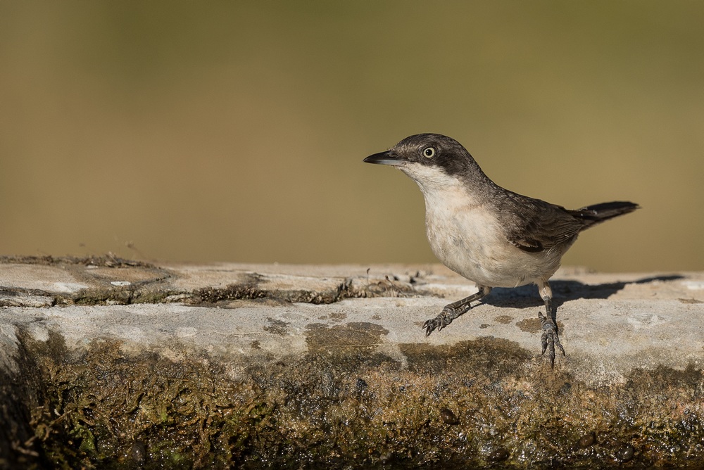 D85_8931-1in.jpg
