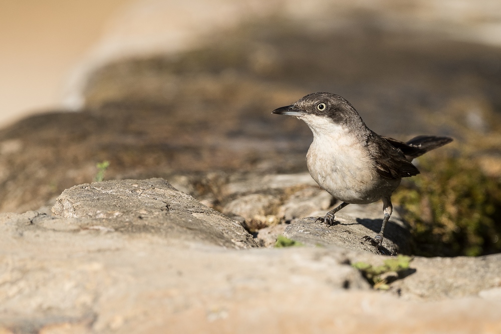 D85_8983-1in.jpg