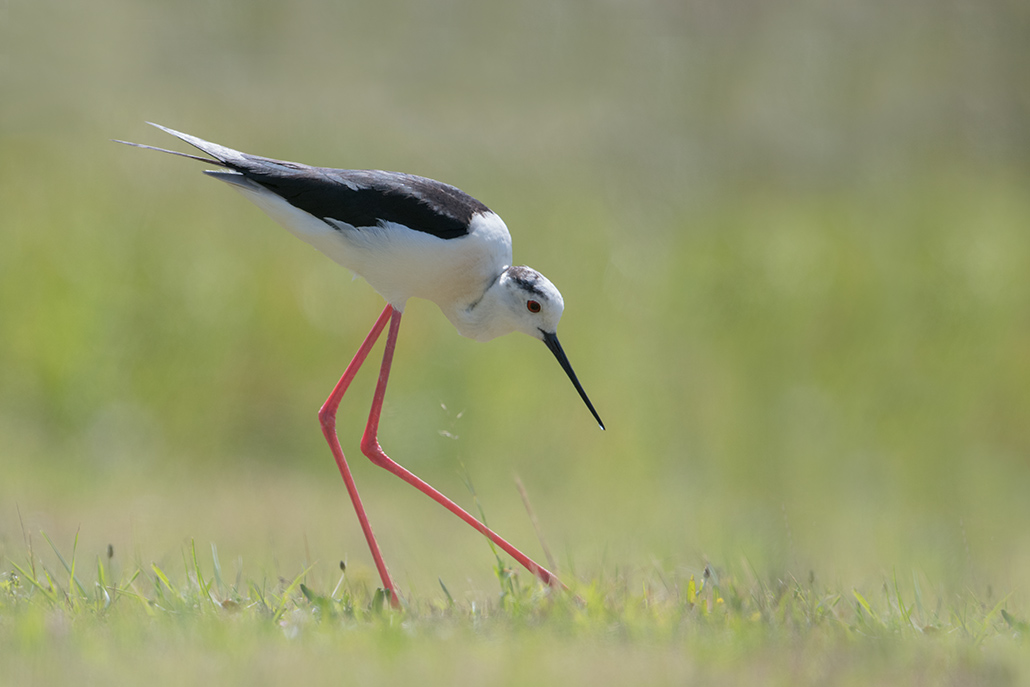 74-Echasse blanche.jpg