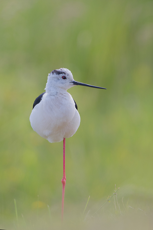 75-Echasse blanche.jpg