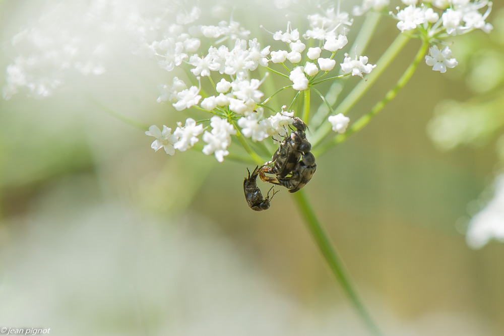 sceine x chez les insectes 07 2020-6863.jpg