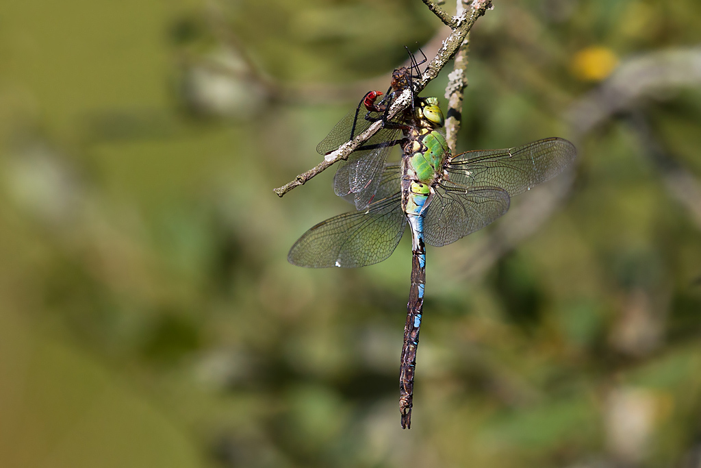 IMG_5836 IN.jpg