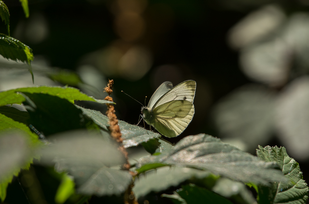 Papillon.... jeu de lumière. Pièride du chou.jpg