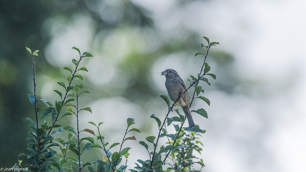 moineau 07 2020-0717.jpg