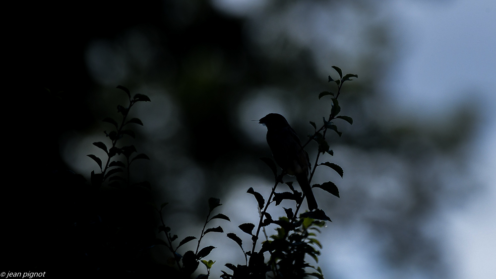 moineau 07 2020-0719.jpg