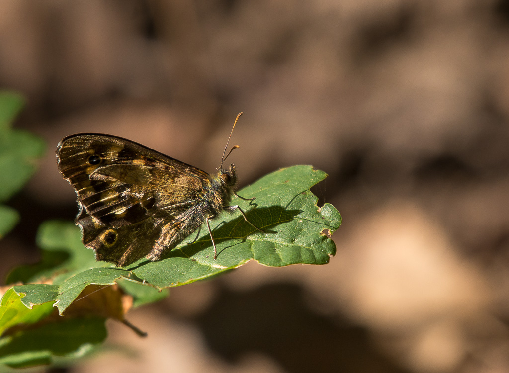 Papillon...Tircis.jpg
