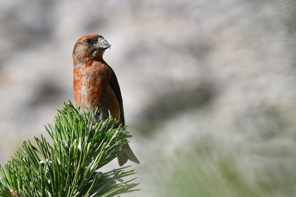 DSC_0198.JPG