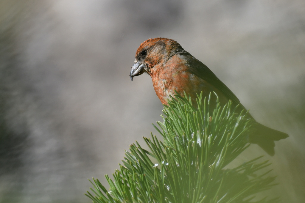 DSC_0207.JPG