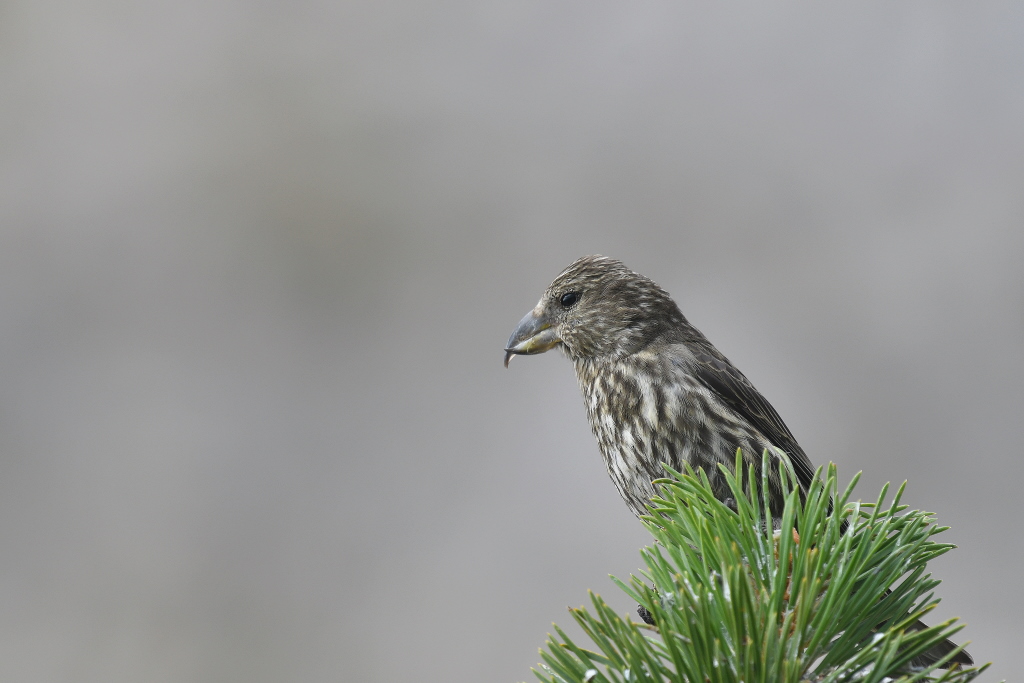 DSC_0250.JPG