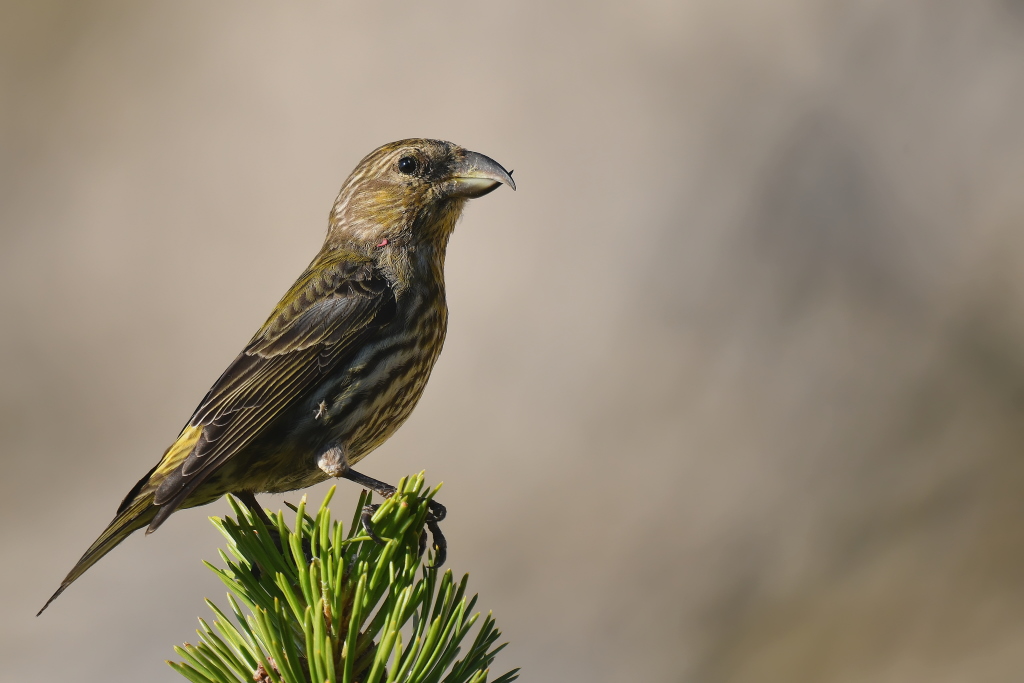 DSC_0090.JPG